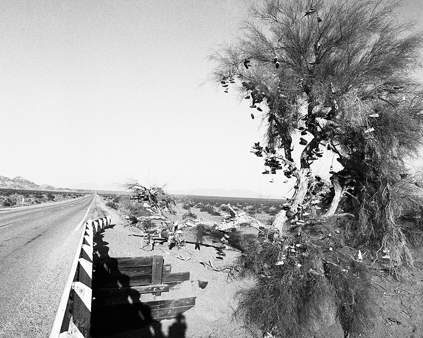 shoe tree route 66 amboy
