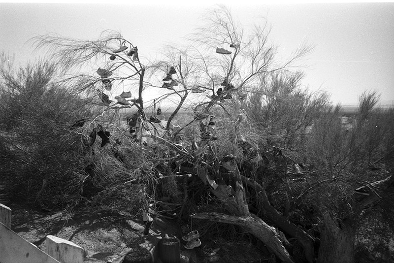 the little shoe tree