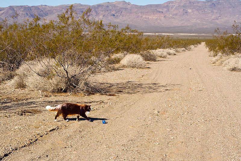 Black and white cat running across the desert