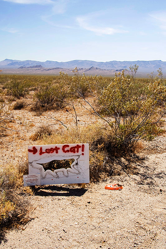 lost cat sign where Blackjack once stood
