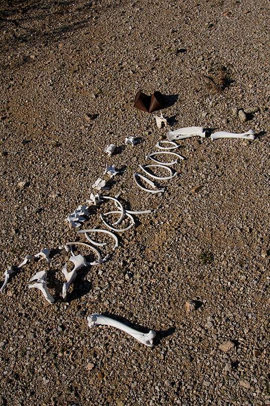 dog bones arranged neatly on the desert floor then disturbed