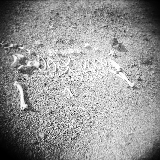 double Holga exposure of dog bones