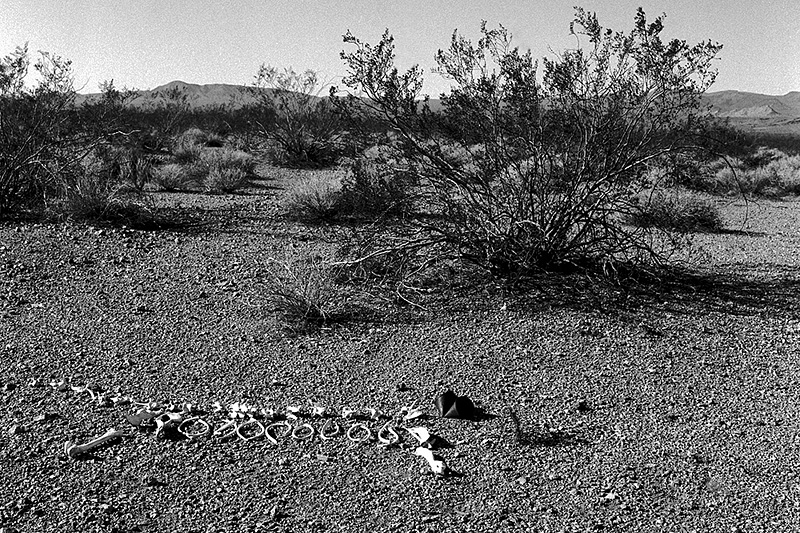 dog bones on desert floor, head replaced by rusted can