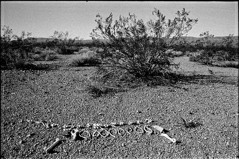 dog bones on desert floor, head missing