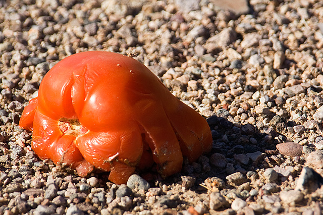 splatted tomato
