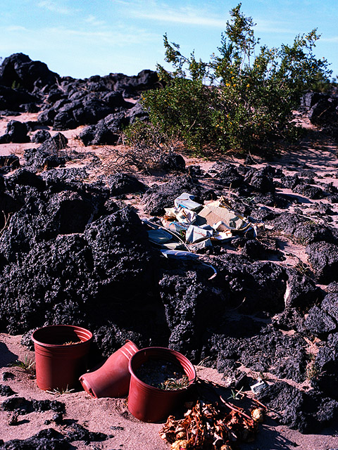 empty pots, broken ceramics, dead flowers on a lava flow